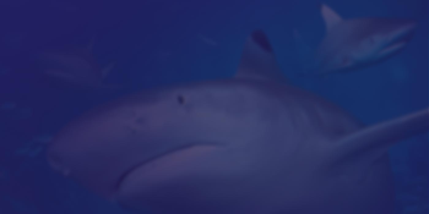 Background - Shark